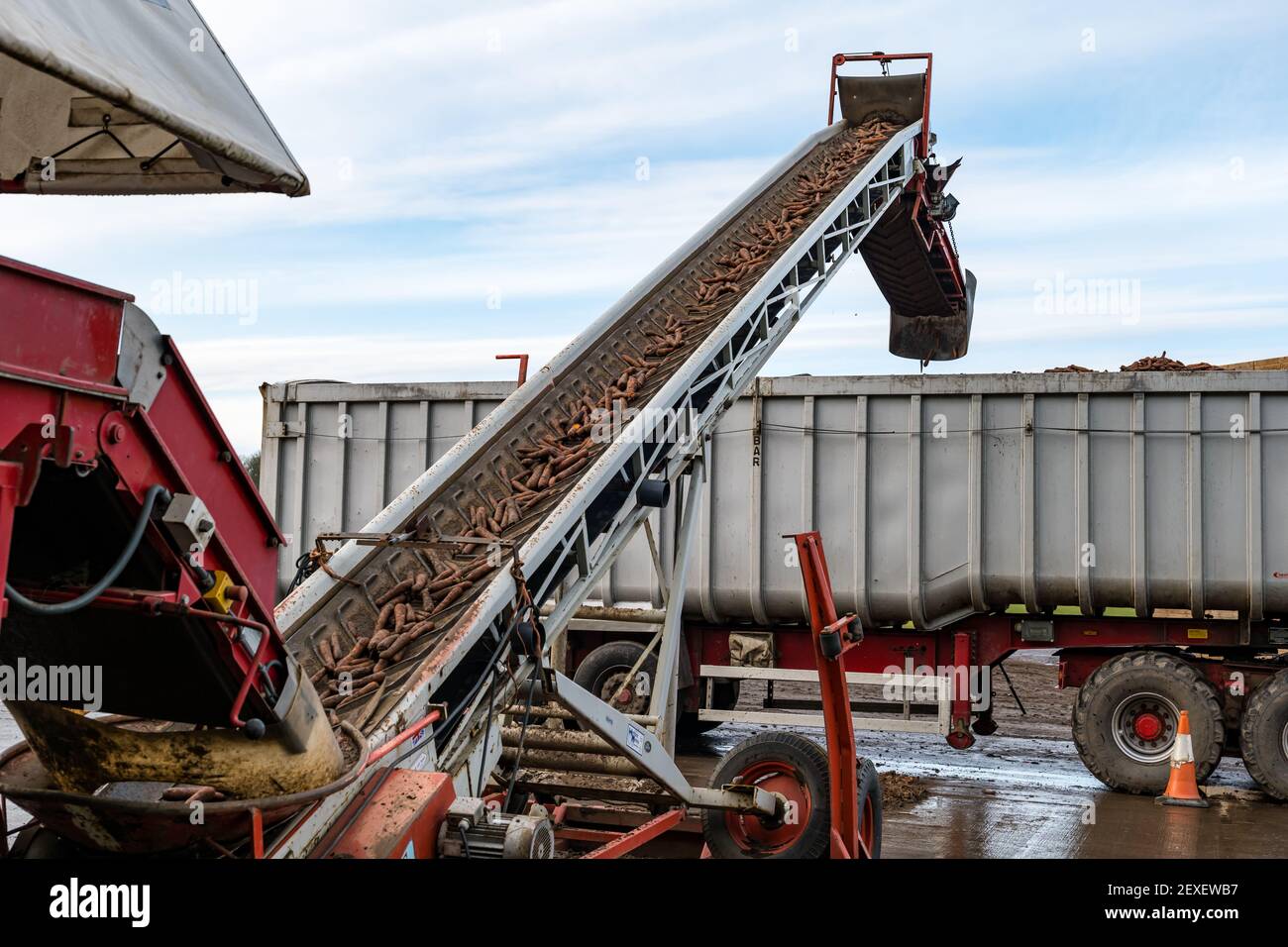 Landwirtschaftliche Maschinen, die Karotten auf LKW-Anhänger in der Farm für die Karottenernte in Luffness Mains Farm, East Lothian, Schottland, Großbritannien transportieren Stockfoto