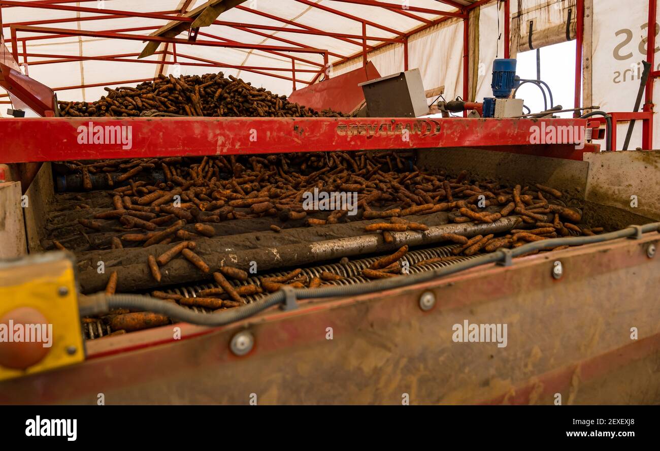 Karotten Rollen durch Landmaschinen während der Ernte auf Luffness Mains Farm, East Lothian, Schottland, Großbritannien Stockfoto