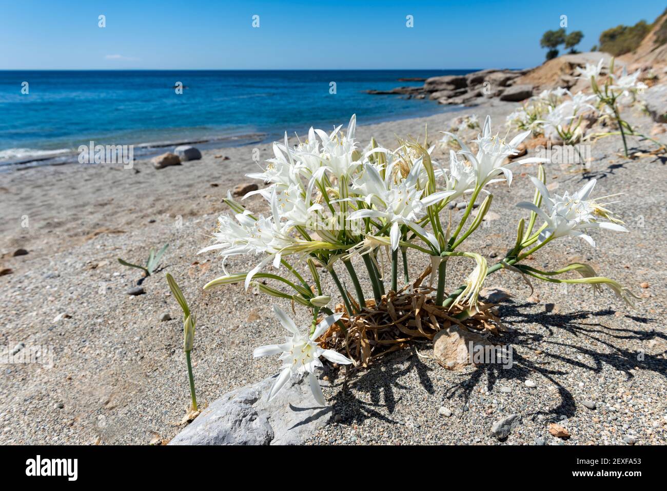 Weiße wilde Blumen von Lilien am Strand am mittelmeer. Selektiver Fokus, Nahaufnahme. Kreta, Griechenland. Stockfoto