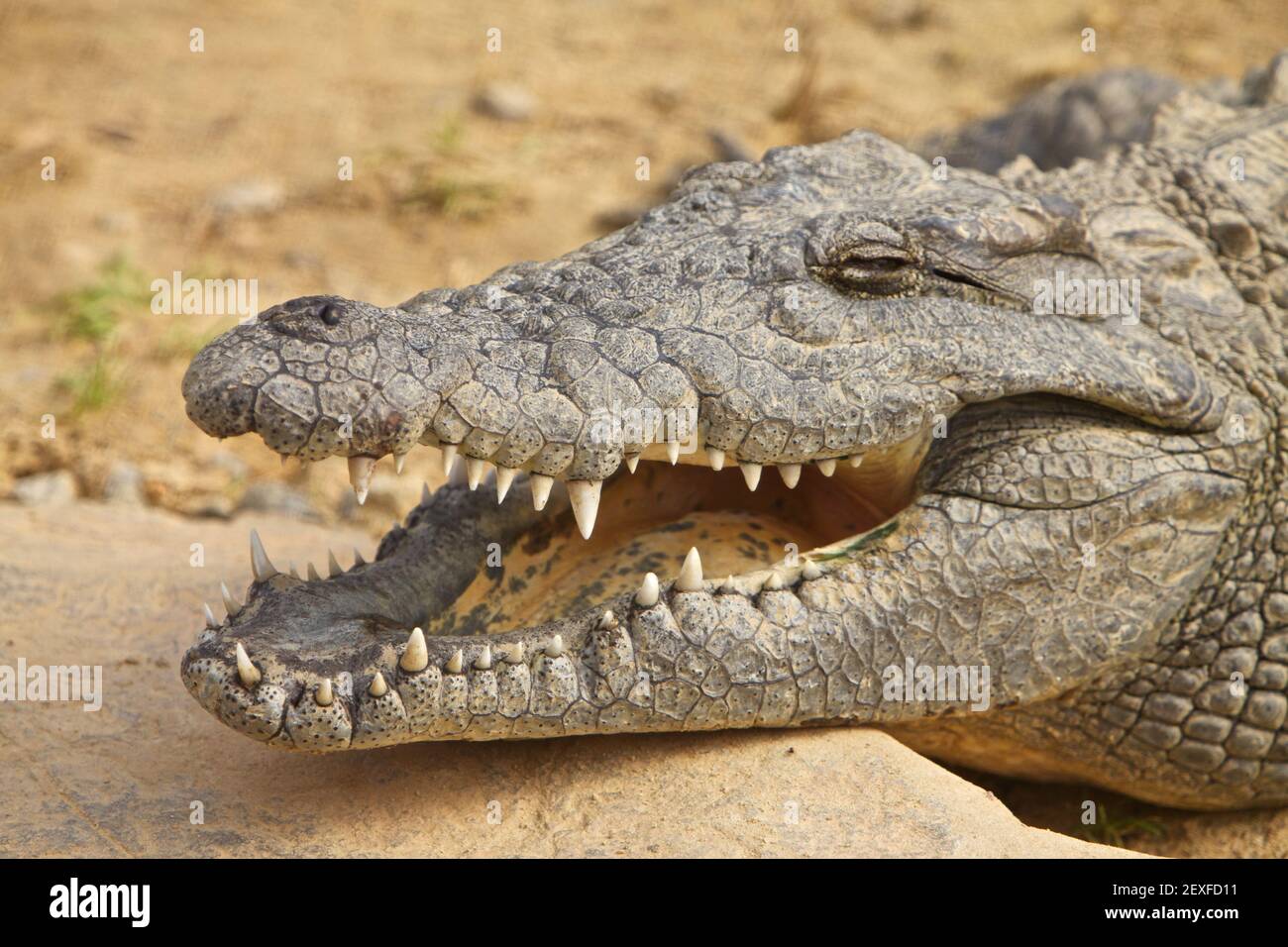 Afrikanisches Krokodil, Nahaufnahme des Kopfes Stockfoto