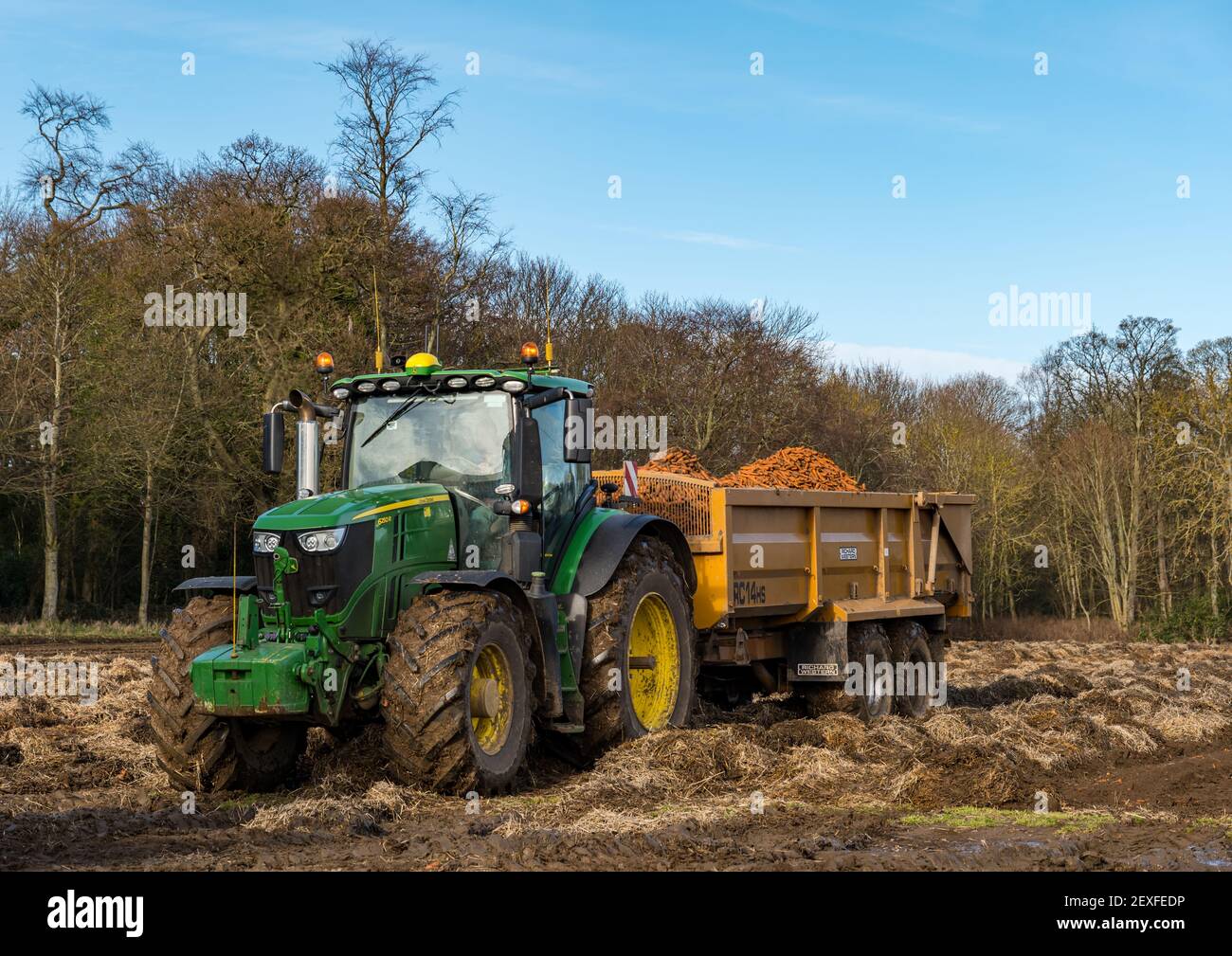 Traktor mit Karotten-Ernte-lod auf der Luffness Mains Farm, East Lothian, Schottland, Großbritannien Stockfoto