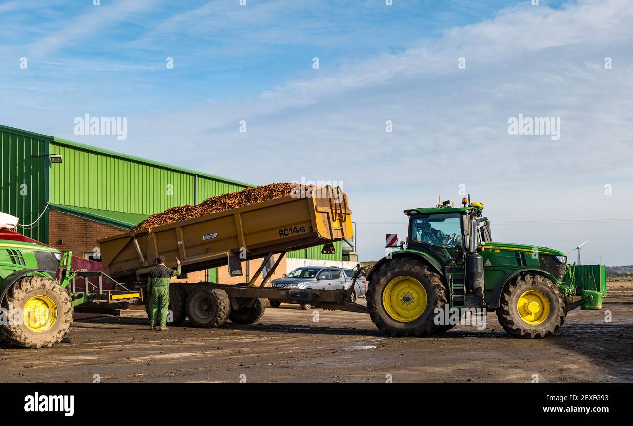 Traktorenladung von Karotten, die während der Ernte in landwirtschaftliche Maschinen gekippt werden, Luffness Mains Farm, East Lothian, Schottland, Großbritannien Stockfoto