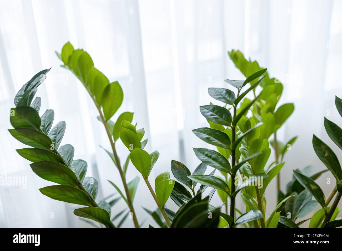 Seitenansicht von echten Zamioculcas Zamifolia, in der Nähe des Fensters. Nahaufnahme von grünen frischen Blättern auf weißem Hintergrund. Home Pflanzenpflege Konzept, urbane Dschungel, Natur Stockfoto