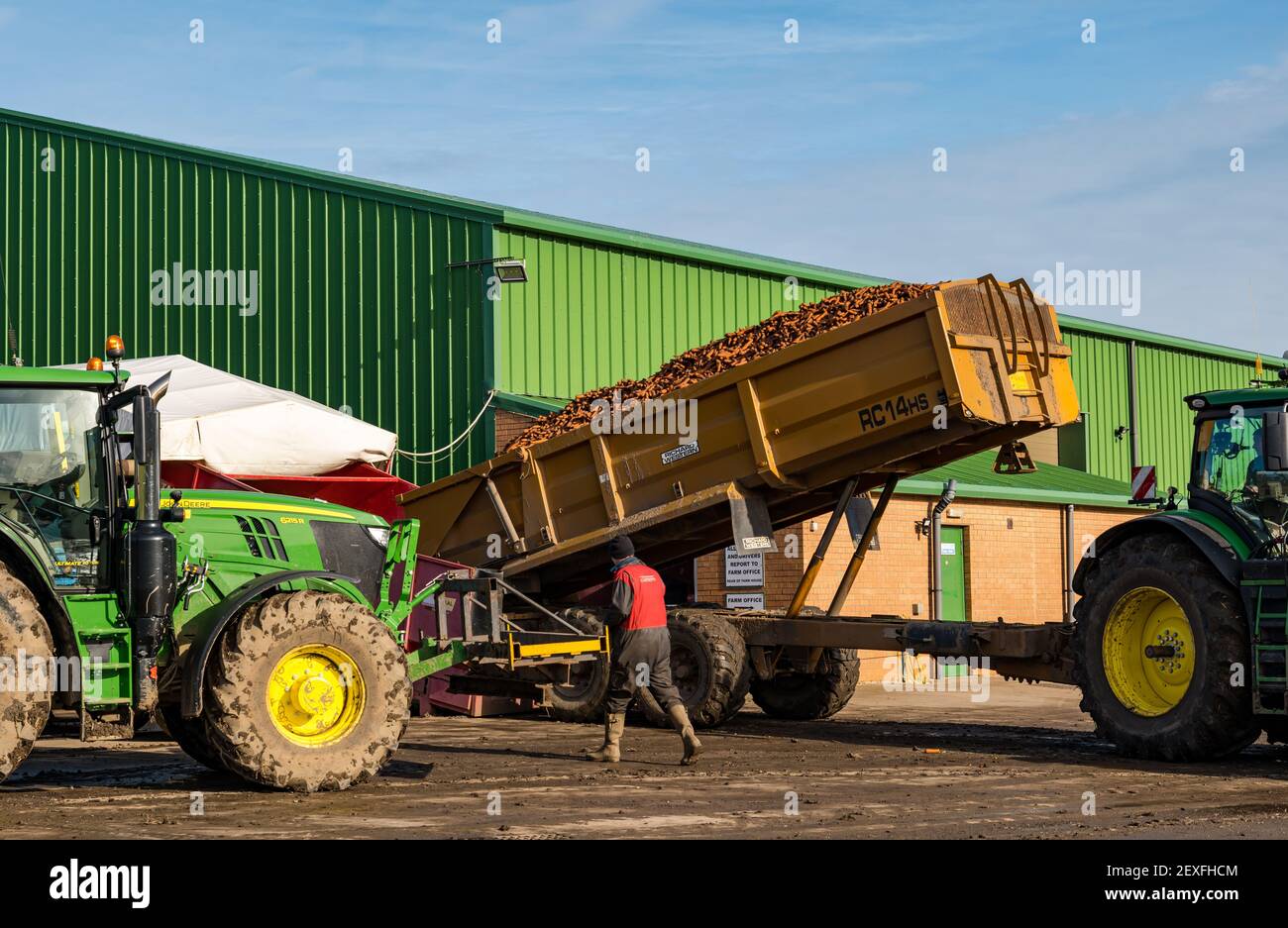Traktorenladung von Karotten, die während der Ernte in landwirtschaftliche Maschinen gekippt werden, Luffness Mains Farm, East Lothian, Schottland, Großbritannien Stockfoto