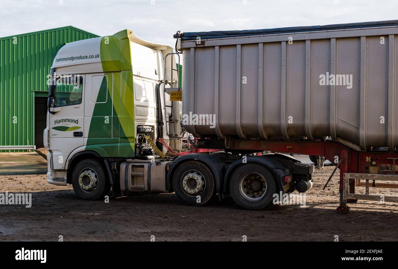 Hammond Produce LKW Sammeln Ladung Karotten bei der Ernte, Luffness Mains Farm, East Lothian, Schottland, Großbritannien Stockfoto