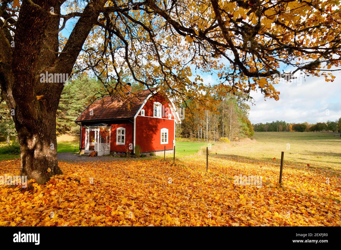 Rotes schwedisches Haus zwischen Herbstblättern Stockfoto