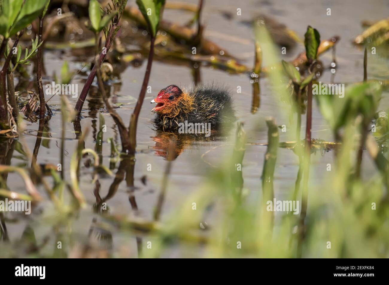Ein Coot, juvenile, auf einem loch, aus der Nähe, in Schottland im Frühling Stockfoto