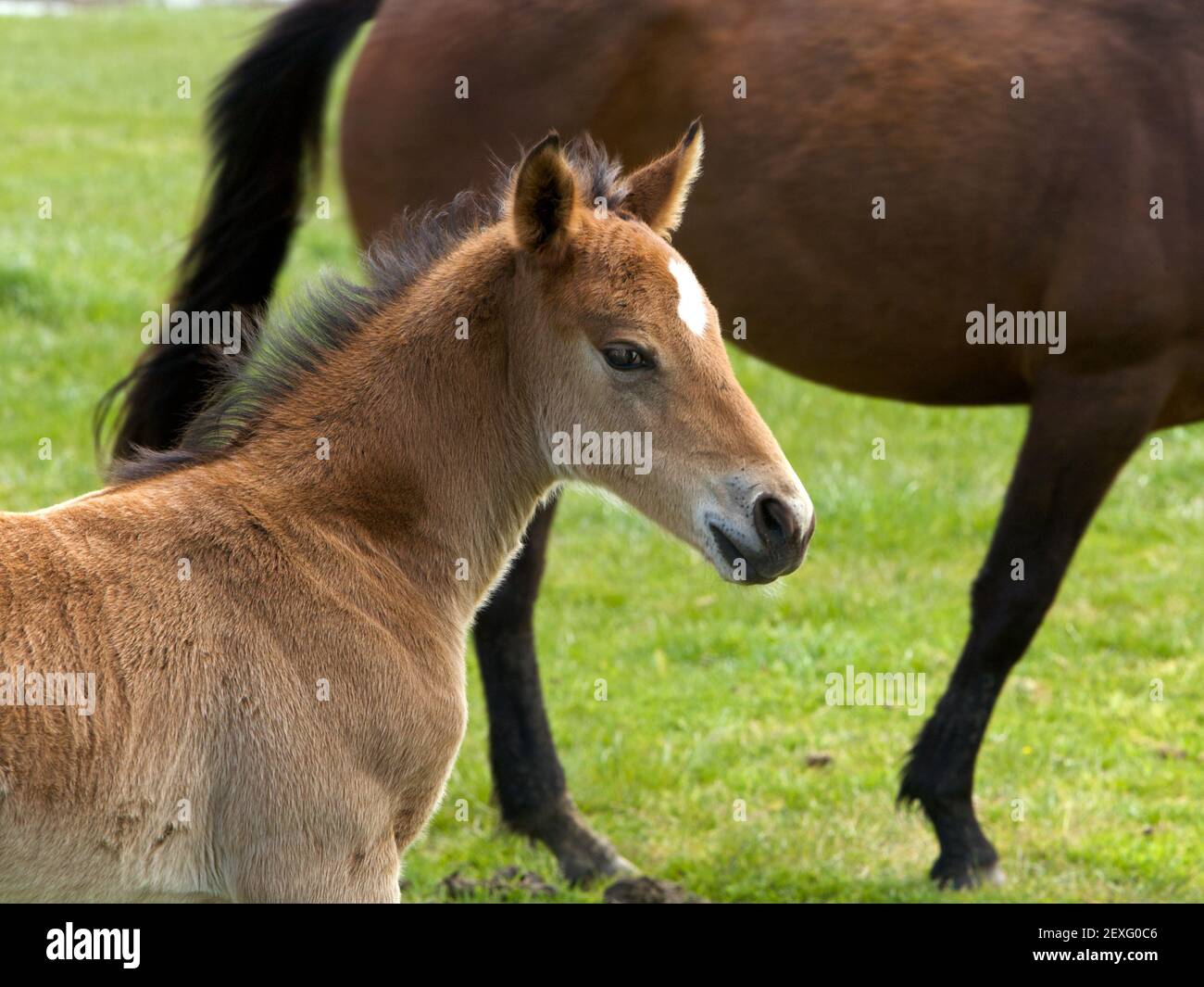 Junges Pferd Fohlen Stockfoto