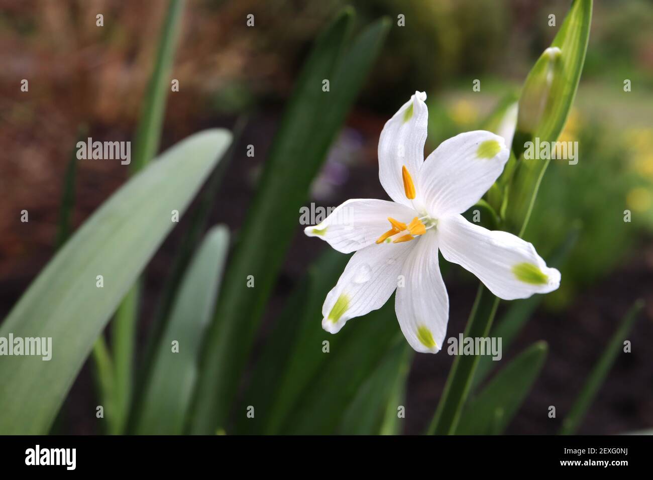 Leucojum aestivum Sommerschneeflocke – weiße glockenförmige Blume mit grüner Markierung an Blütenblattspitzen, März, England, Großbritannien Stockfoto