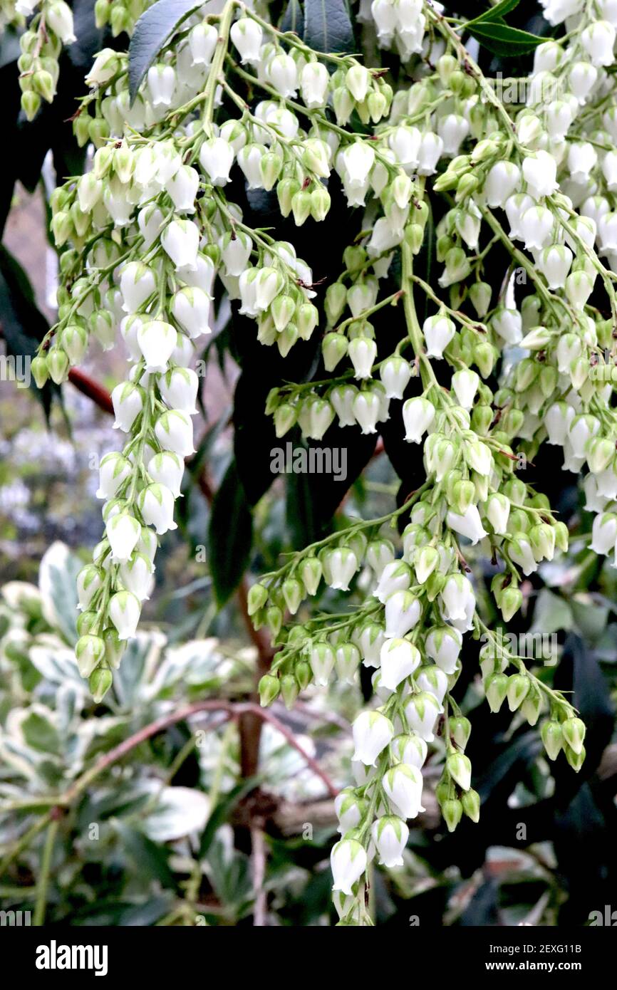 Pieris japonica ‘White Rim’ Japanese Andromeda White Rim – perlweiße, urnenförmige Blüten und buntes Laub, März, England, Großbritannien Stockfoto
