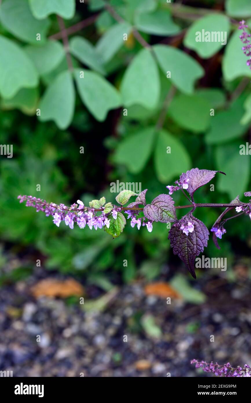 Salvia urticifolia, Nettleleaf Salbei, Nesselblättriger Salbei, wilder Salbei, Salvias, lila blaue Blüten, blühend, RM Floral Stockfoto