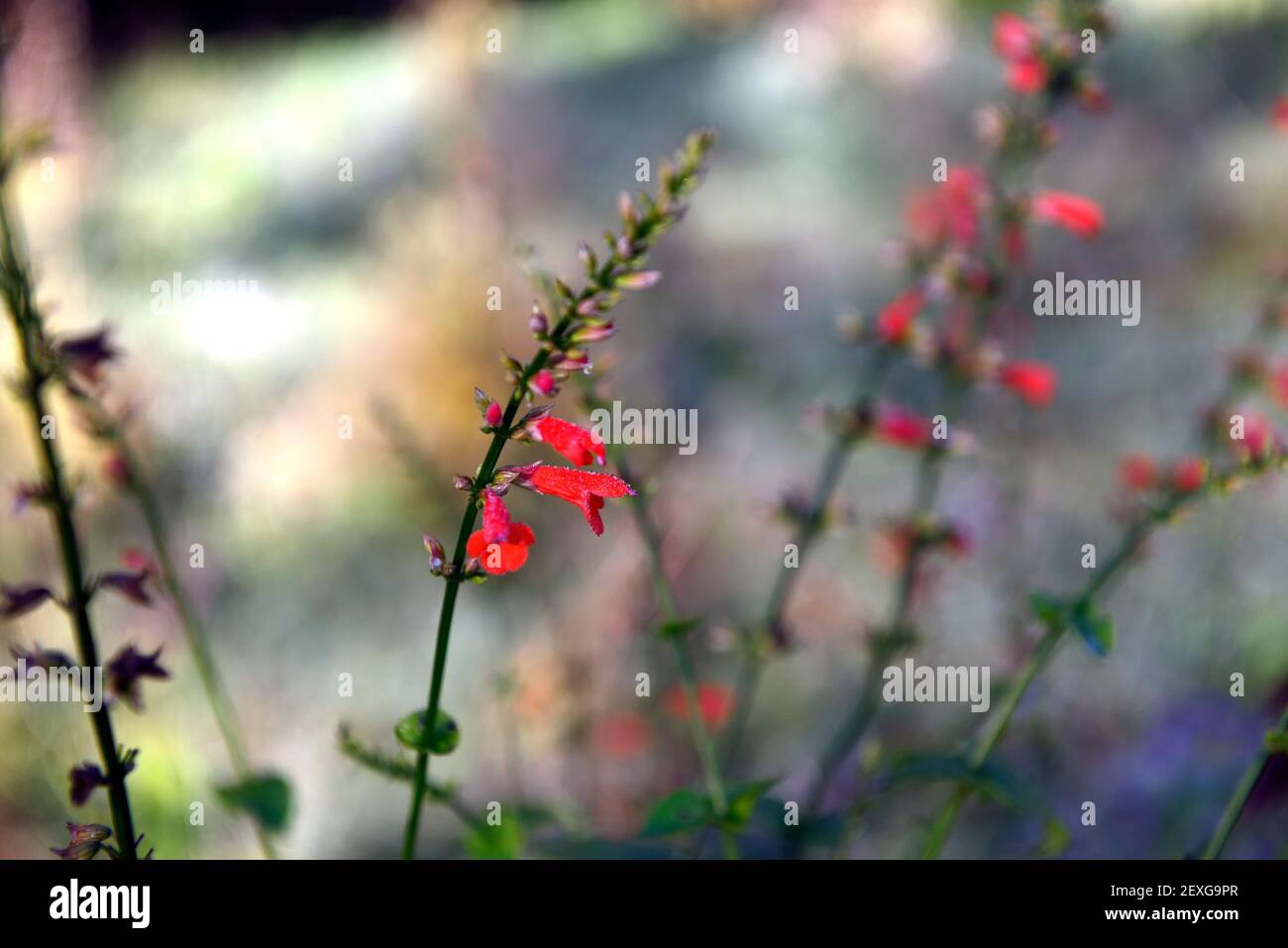 Salvia subrotunda Fotos und Bildmaterial in hoher Auflösung Alamy