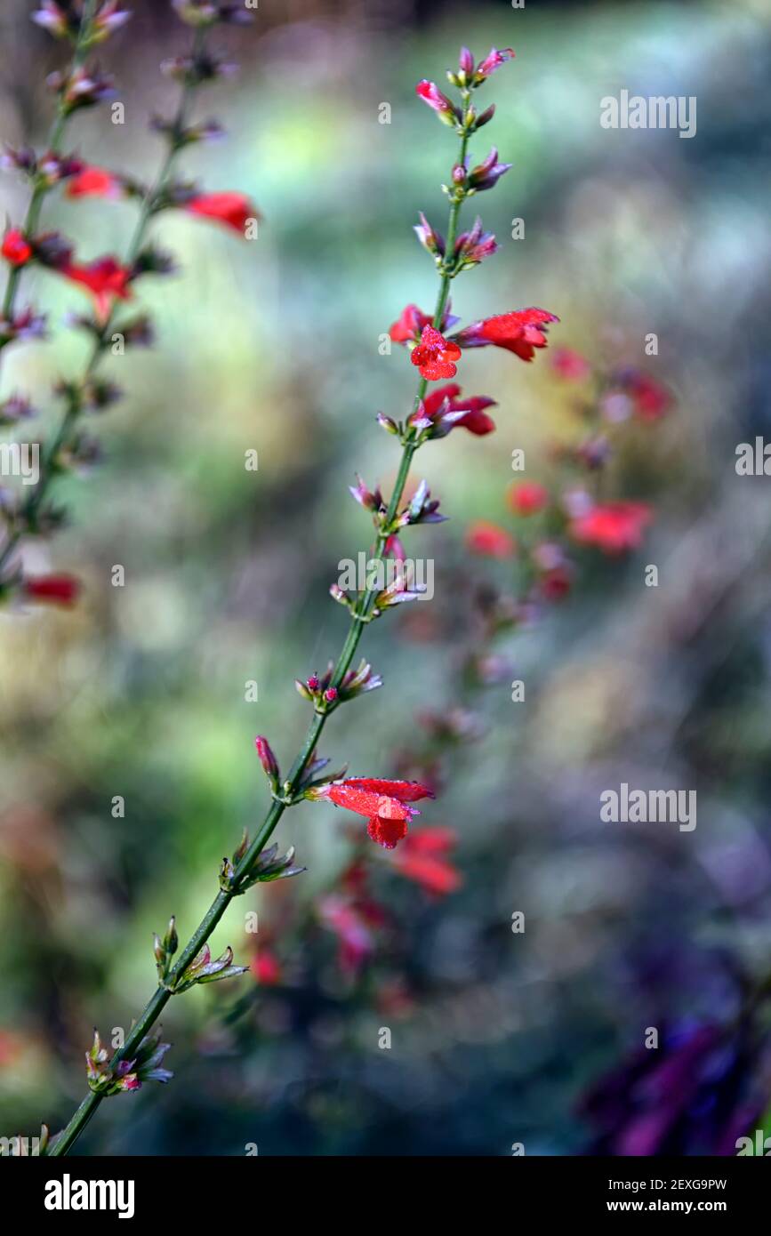 Salvia subrotunda Fotos und Bildmaterial in hoher Auflösung Alamy