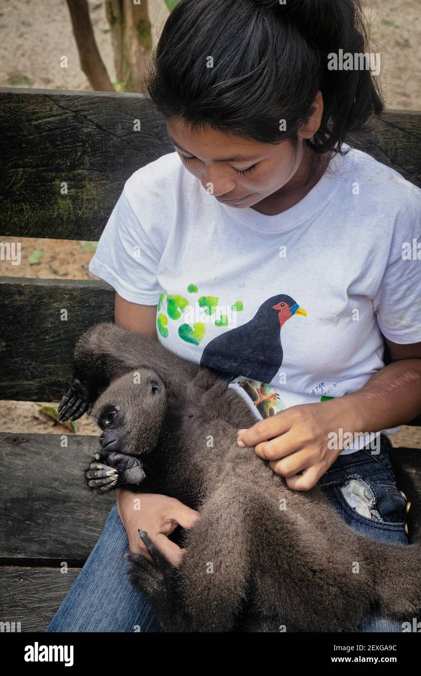 Ein junger Freiwilliger spielt mit einem jungen grauen Wollaffen in der Maikuchiga Foundation in Mocagua, Amazonas, Kolumbien. Stockfoto