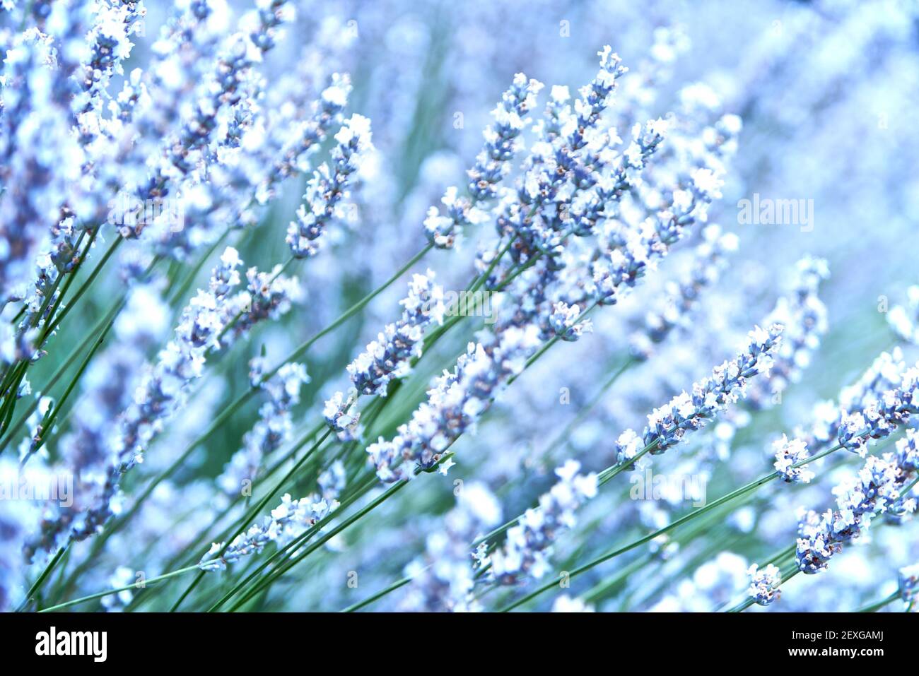 Weiße Lavendel Blumen Stockfoto