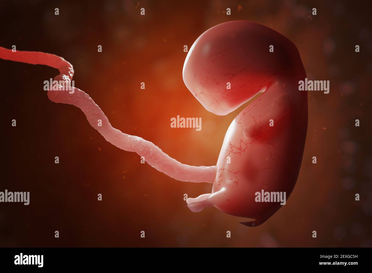Menschlicher Embryo oder Fötus mit Plazenta. IVF und künstliche Befruchtung Konzept. 3D gerenderte Abbildung. Stockfoto