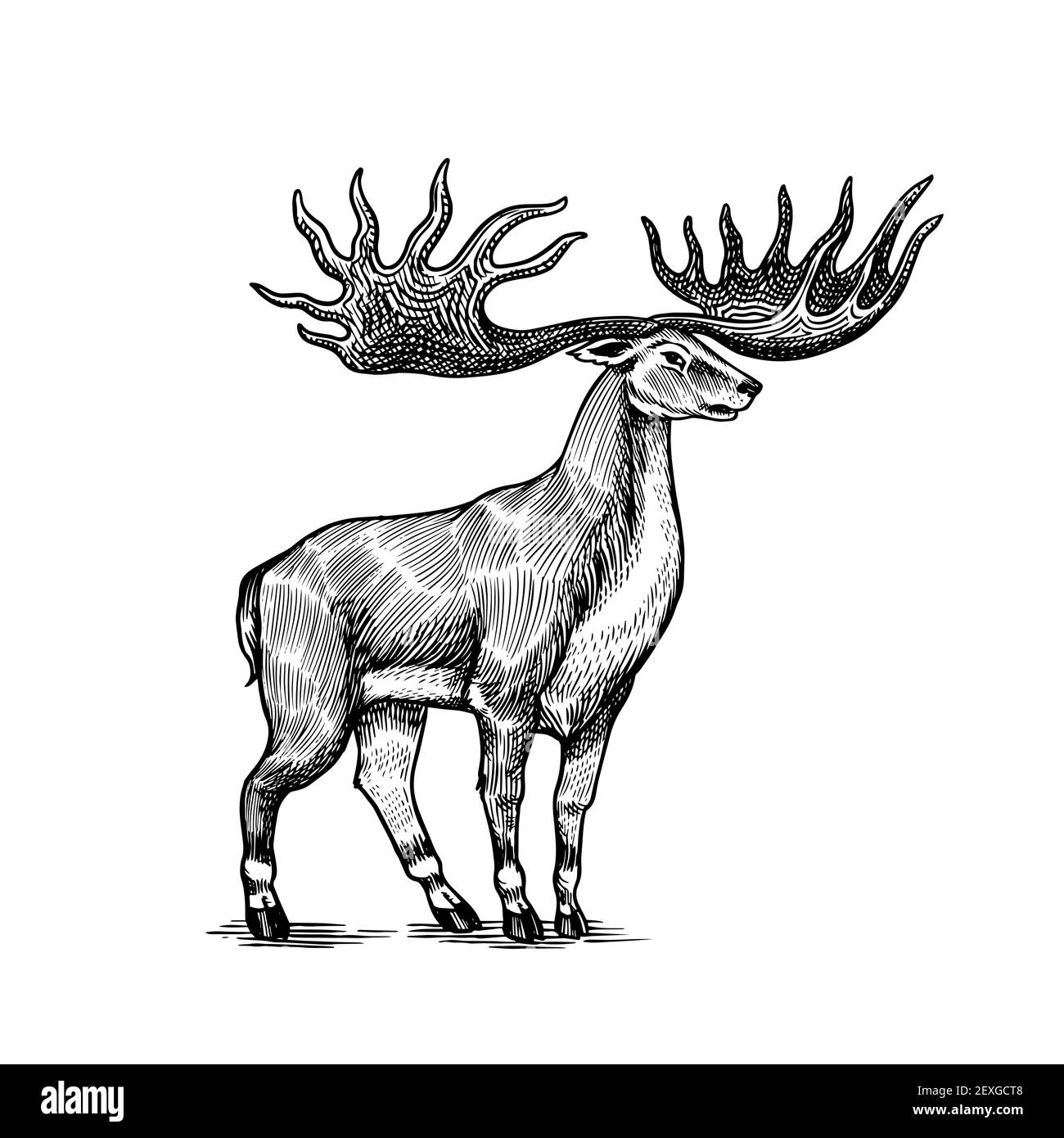 Irischer Elch oder Riesenhirsch oder großes Horn. Prähistorische Säugetiere. Ausgestorbenes Tier. Vintage Retro Vektor Illustration. Doodle-Stil. Handgezeichnet graviert Stock Vektor