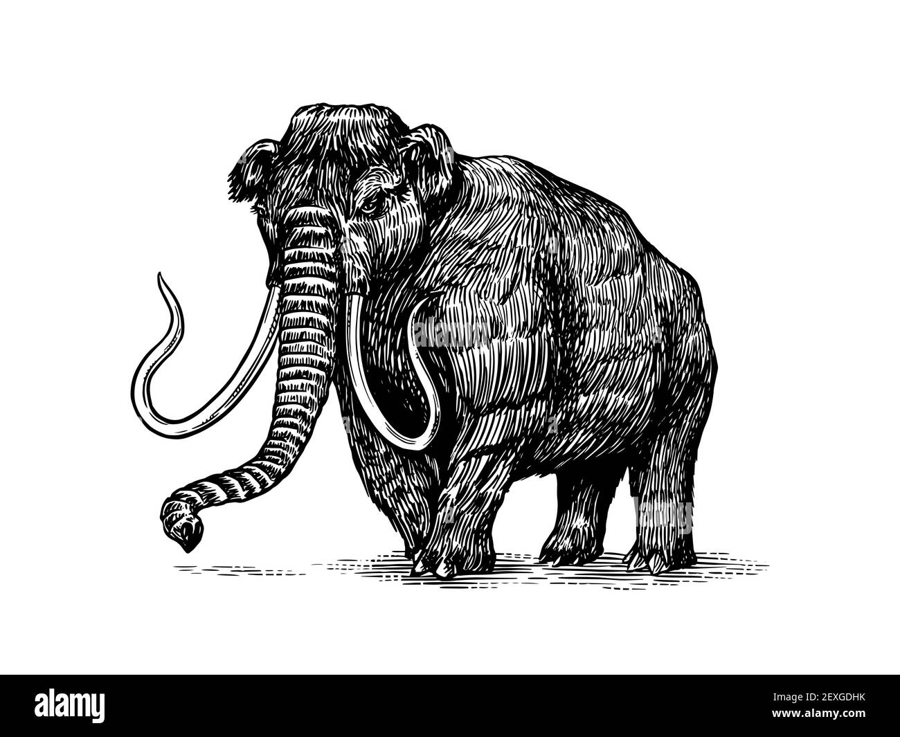 Mammut oder ausgestorbener Elefant. Trunked Säugetiere oder proboscideans. Großes Tier. Retro-Schilder im Vintage-Stil. Doodle-Stil. Handgezeichnete gravierte Skizze. Stock Vektor