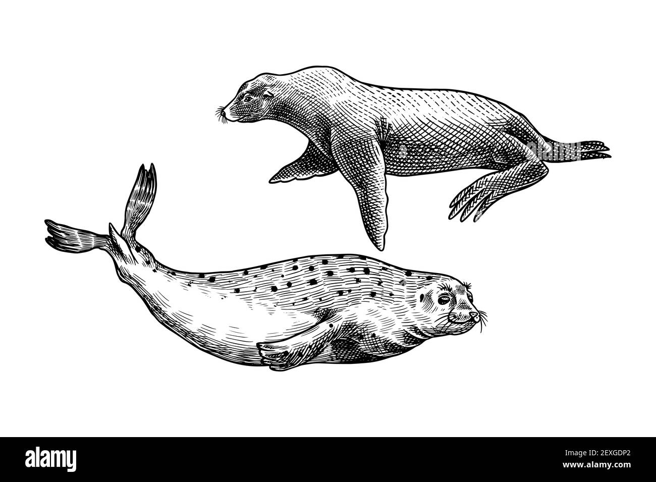 Seelöwe und Seehund. Meerestiere, nautische Tiere. Pelzrobbe oder Finnipiden. Retro-Schilder im Vintage-Stil. Doodle-Stil. Handgezeichnete gravierte Skizze Stock Vektor