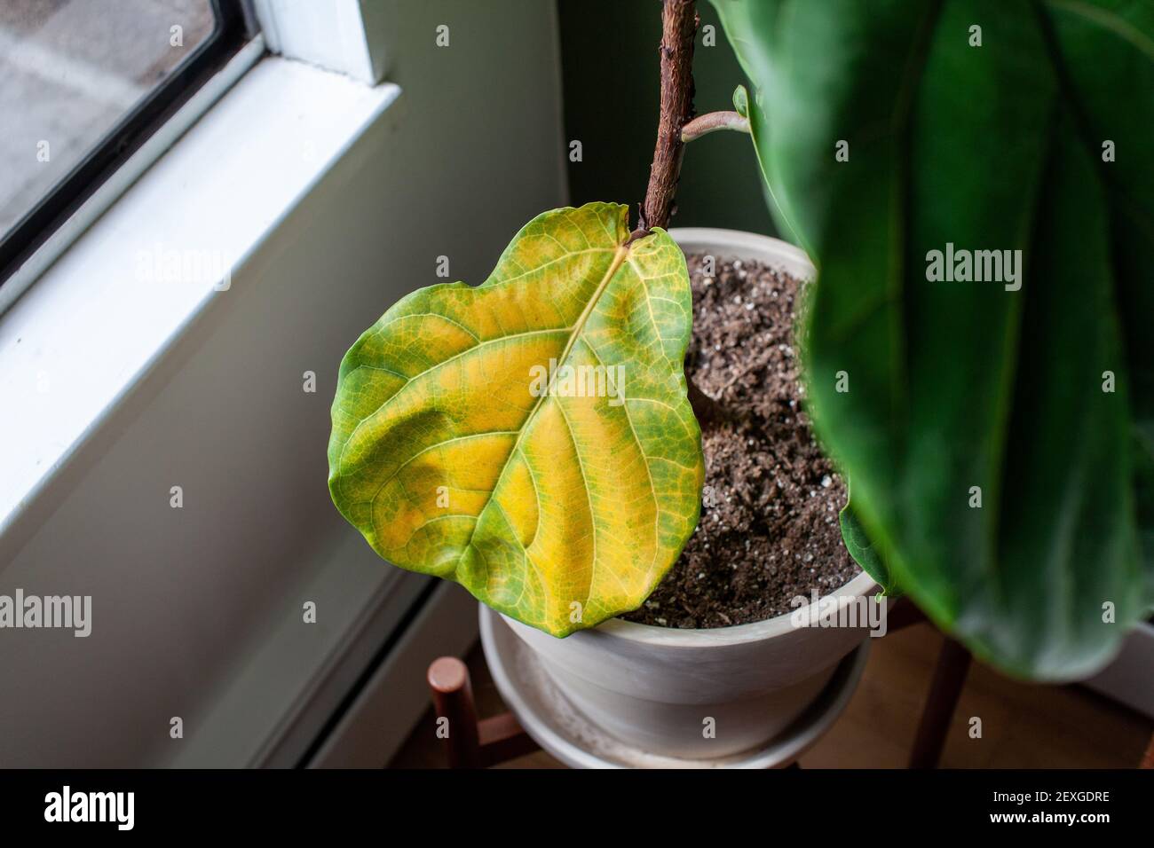 Eine schöne Geige Blatt Feige Zimmerpflanze sitzt in einem Topf bei einem Fenster für helles, indirektes Licht, hat aber ein großes vergilbtes Blatt. Überwässerung oder unter Fer Stockfoto