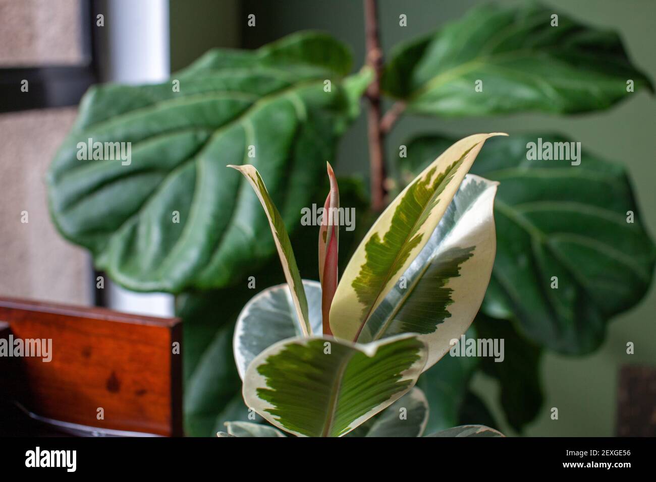 Ein kleiner Varigated Rubber Tree (Ficus Elastica Variegata) sitzt in einem weißen Topf auf einem Schreibtisch, der ein Home Office schmückt, mit einer Fiddle Leaf Fig im Backgro Stockfoto
