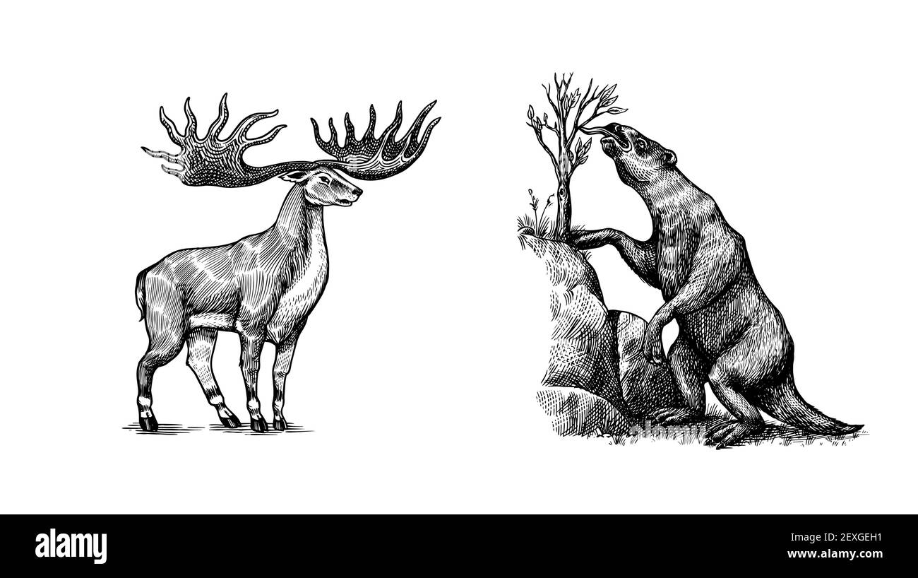 Irischer Elch oder Riesenhirsch und Bodenfaultier oder Megatheriidae und großes Horn. Prähistorische Säugetiere. Ausgestorbenes Tier. Vintage Retro Vektor Illustration Stock Vektor