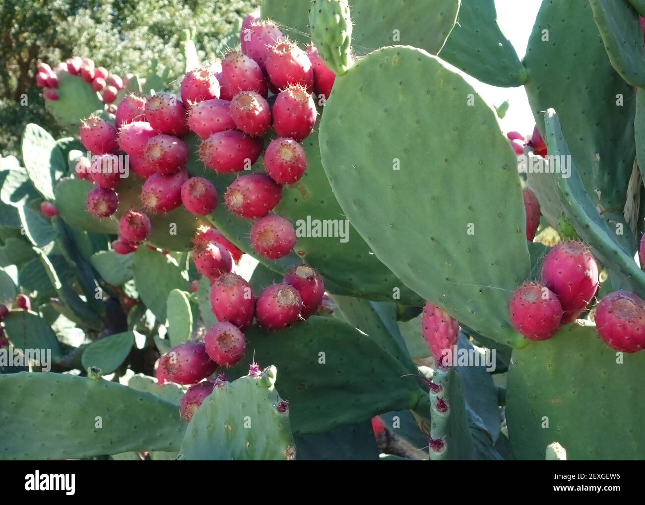 Nahaufnahme von reifen Kaktusfrüchten aus Stachelpaktus Stockfoto