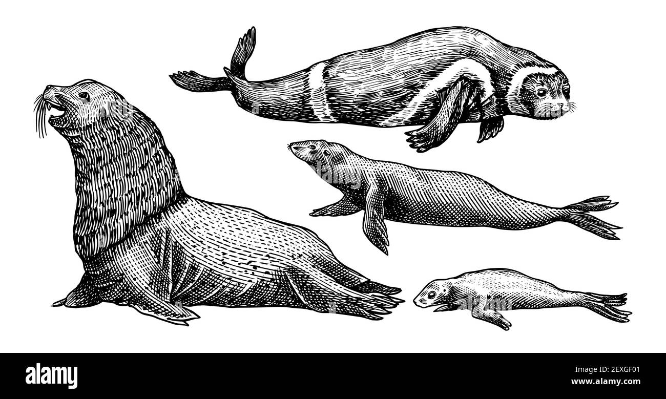 Flachbanddichtung. Meeresbewohner, nautische Säugetiere und Nadelvögel. Tier im Doodle-Stil. Retro-Schilder im Vintage-Stil. Handgezeichnete gravierte Skizze Stock Vektor