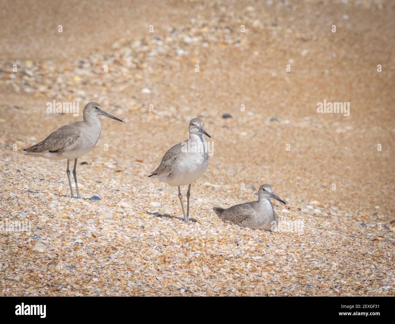 Niedlicher kleiner willlet-Vogel am Ufer Stockfoto