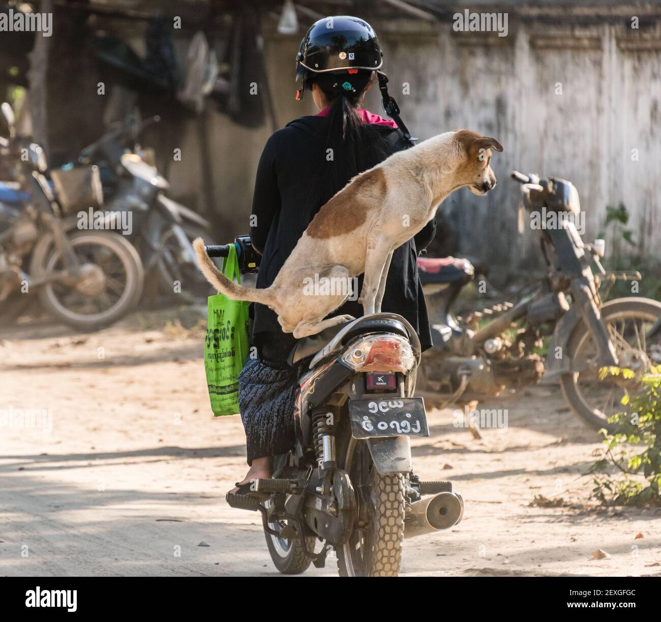 Lady auf Motorrad mit Hund Reiten Pillion in Myannmar Dorf Stockfoto