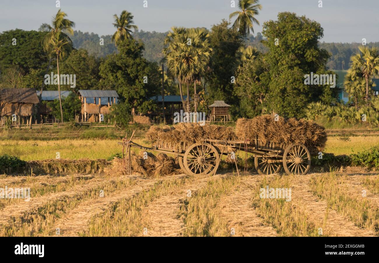 Ländliche Dorfszene mit Heuwagen, Myanmar Stockfoto