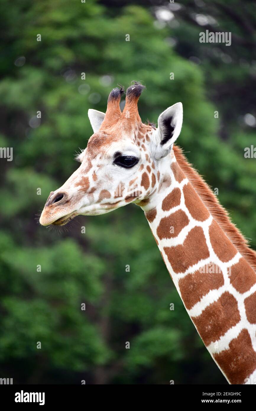 Eine junge Giraffe, die sich zwischen den Bäumen ernährt. Stockfoto