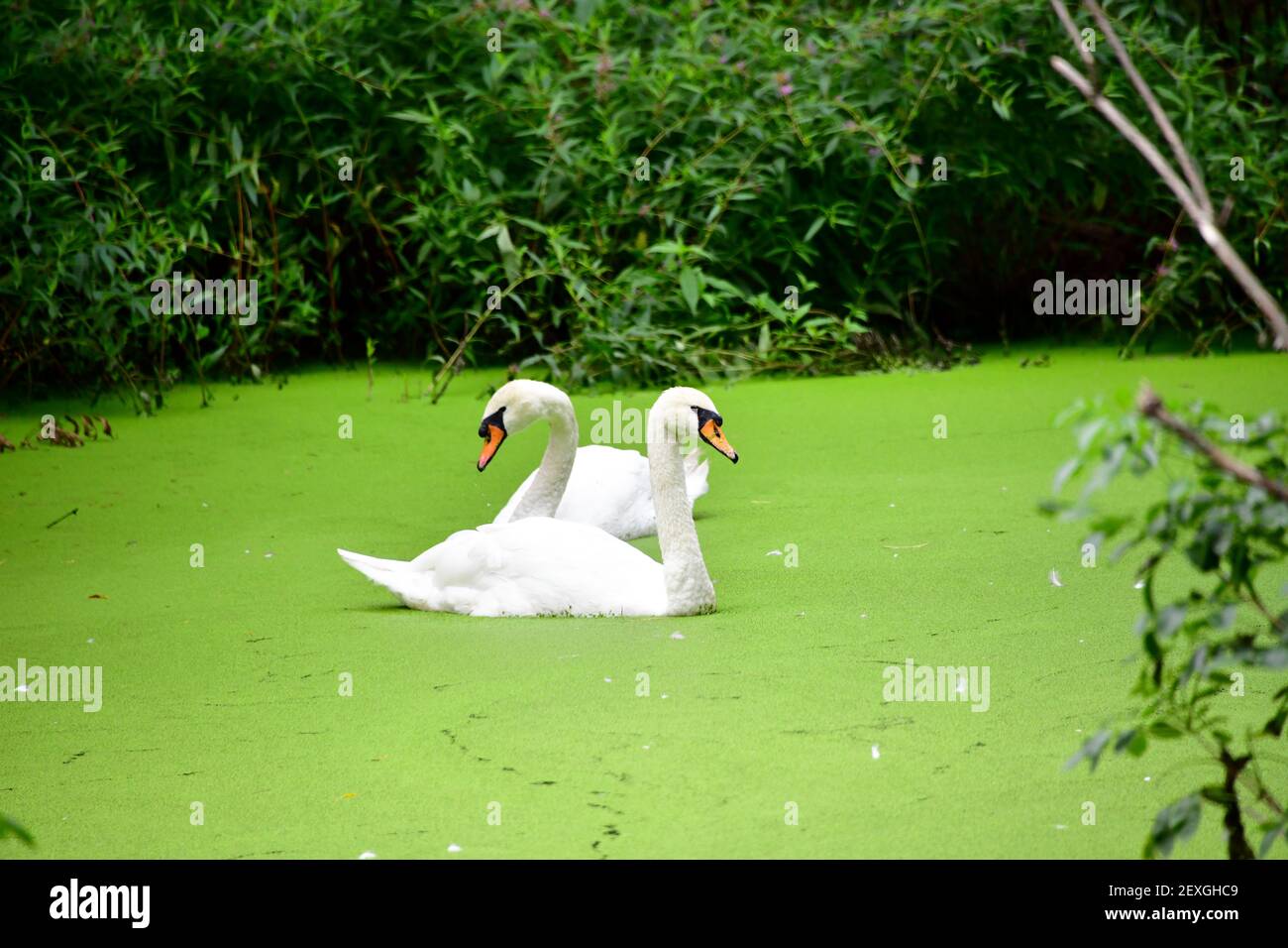 2 weiße Schwäne zusammen in einem grünen Teich umgeben von üppiger grüner Vegetation. Stockfoto