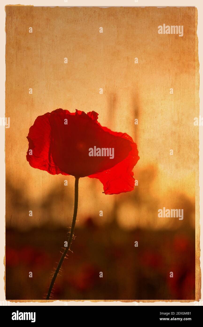 Poppy Fower am Abend leicht, Fine Art Stil Stockfoto
