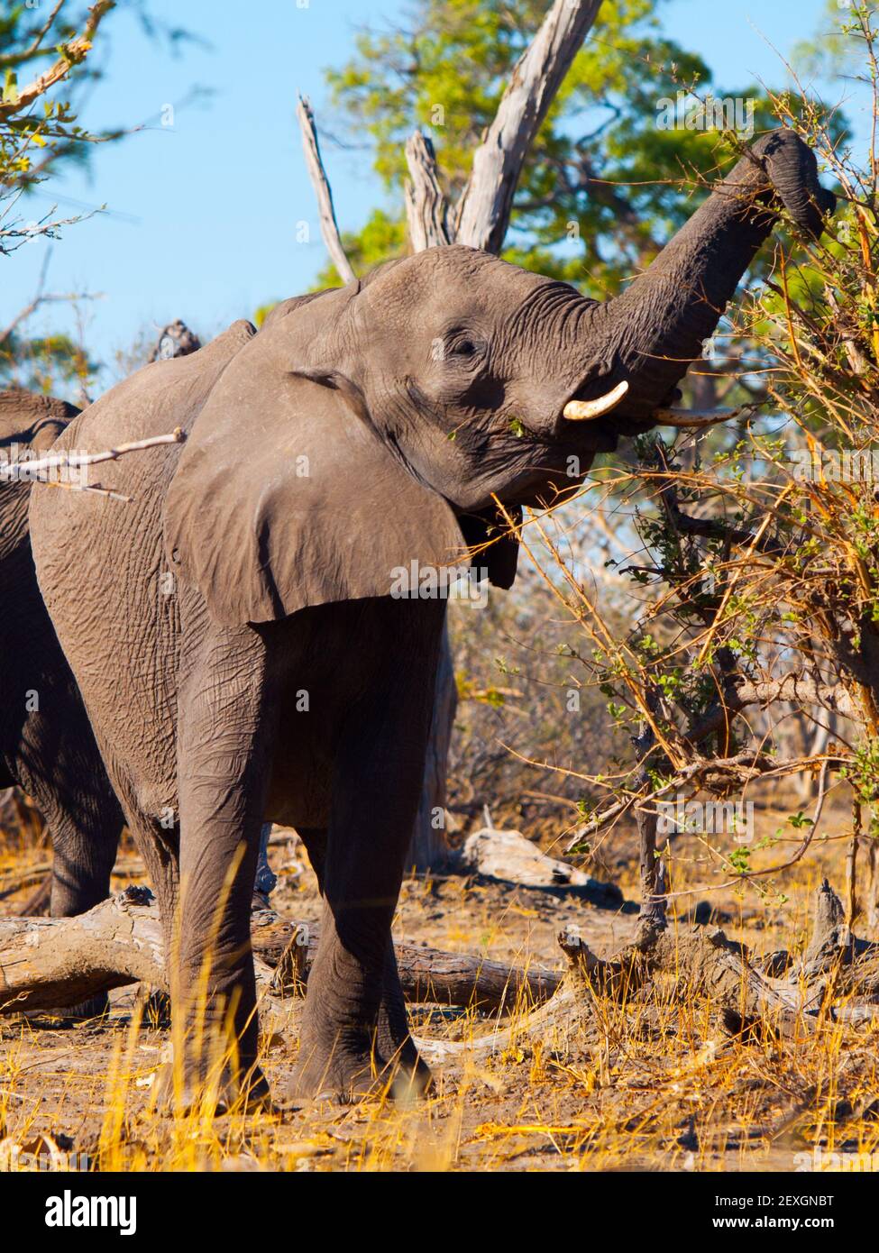 afrikanischer Elefant essen Stockfoto