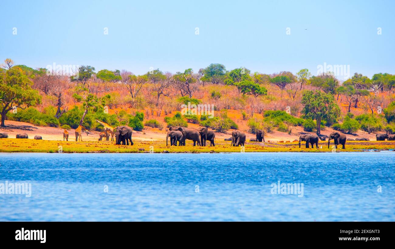 Elefanten am afrikanischen Fluss Stockfoto