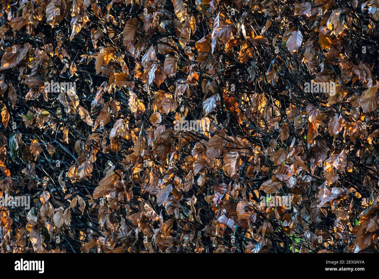 Musterfotografie - abgestorbene Buchenheckenblätter Stockfoto