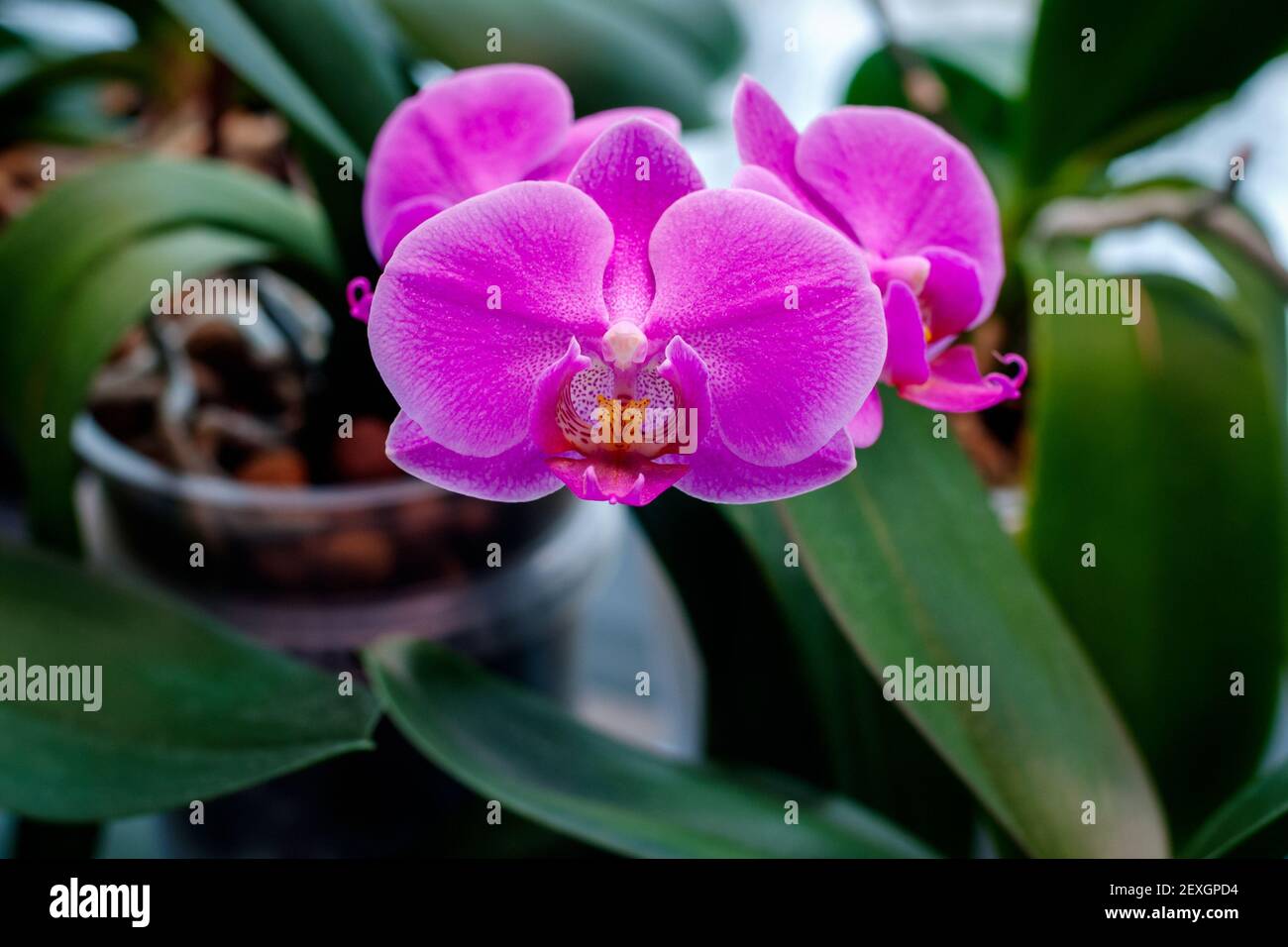 Phalaenopsis (Mottenorchidee) Revolver Blooming - wie blühende Zimmerpflanzen wachsen Stockfoto