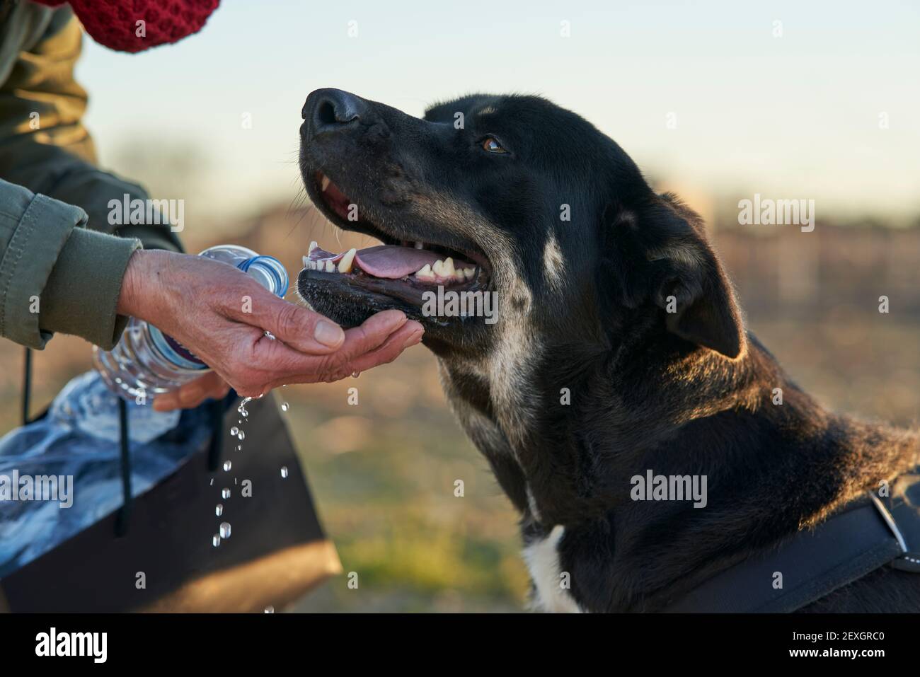 Schwarzer Hund mit braunen und weißen Flecken Trinkwasser aus Hand Stockfoto