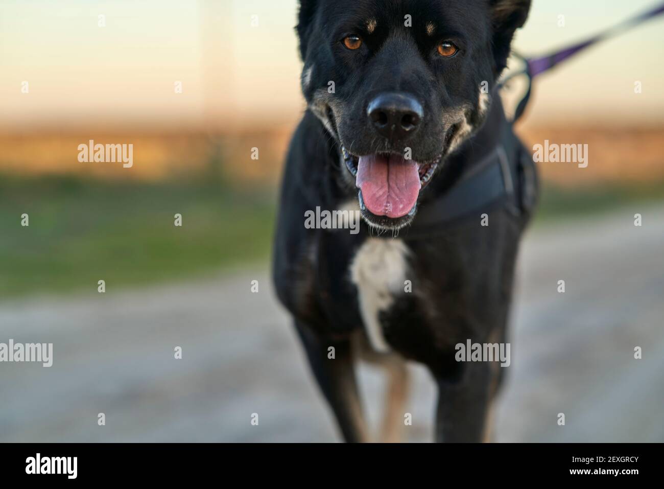 Schwarzer Hund mit braunen und weißen Flecken, der durch eine geht Grünes Feld Stockfoto