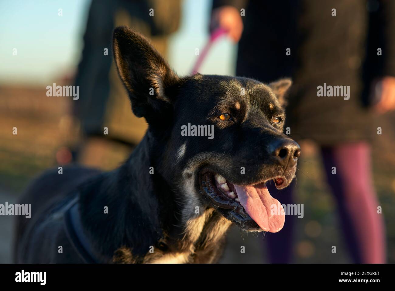 Weiße Hunde Braune Flecken Stockfotos und -bilder Kaufen - Alamy