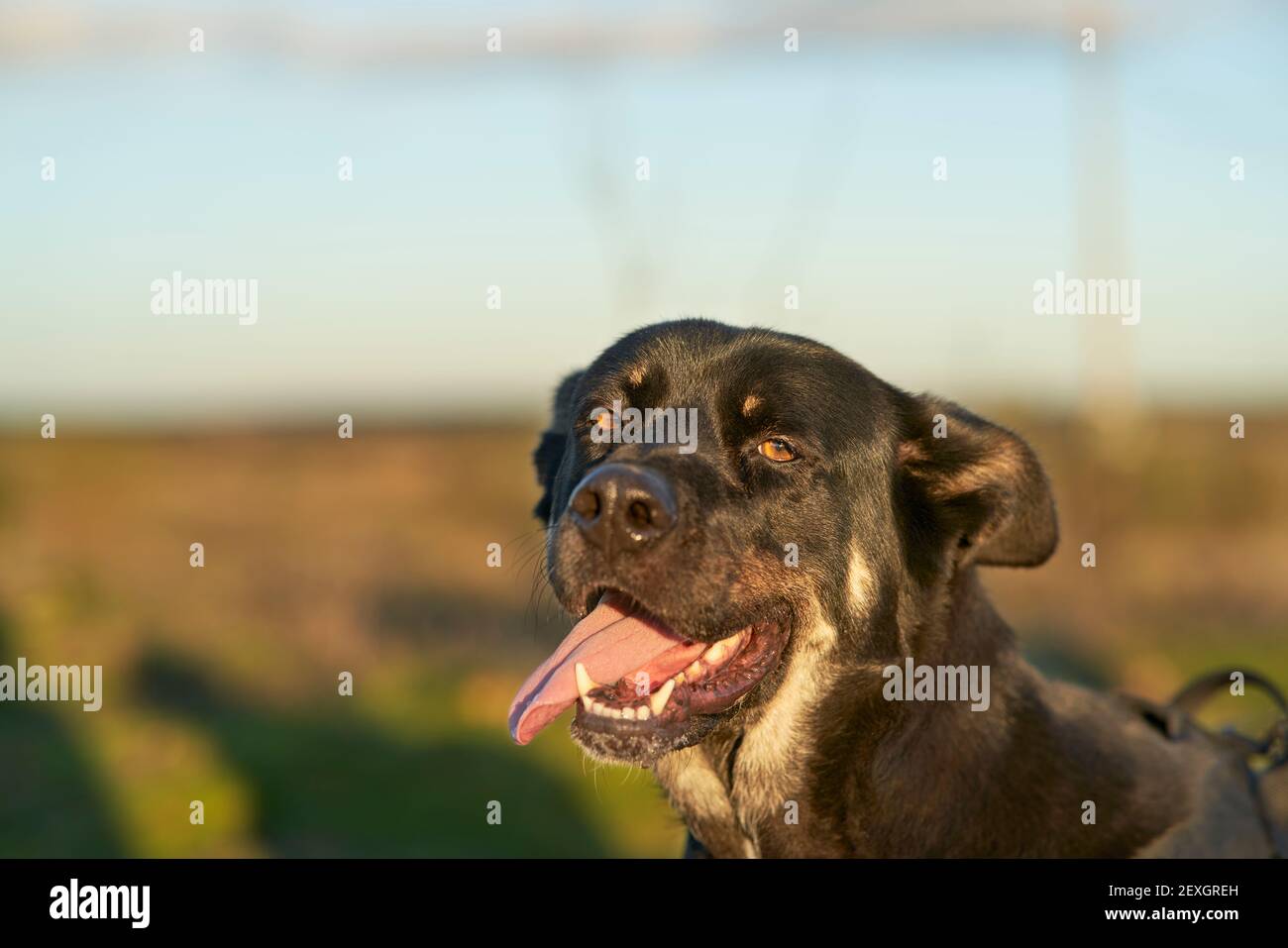 Schwarzer Hund mit braunen und weißen Flecken entspannt in einem Grünes Feld Stockfoto