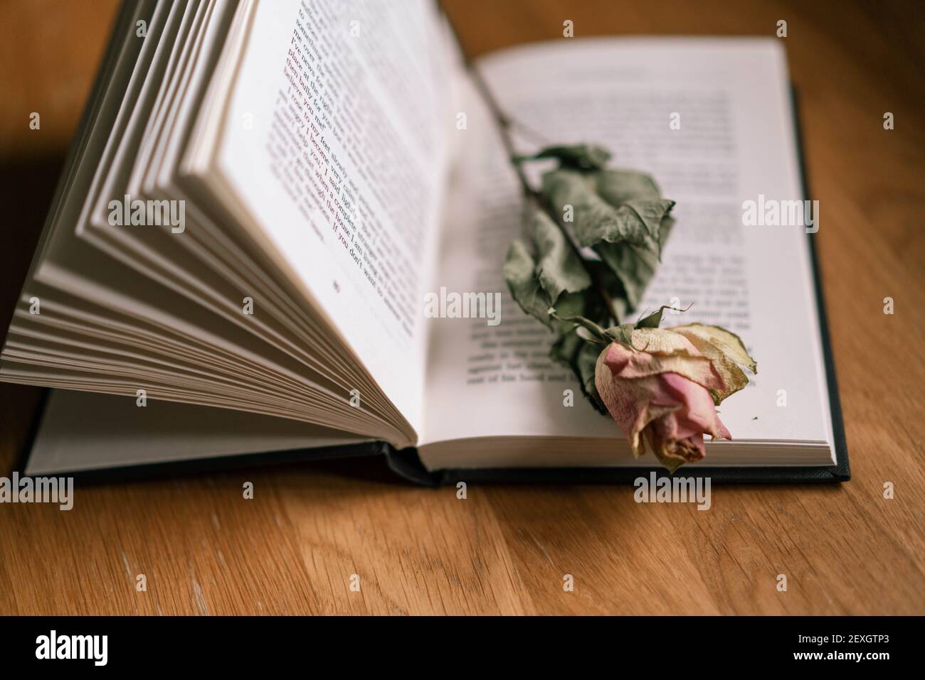 Einzelne sterbende Rose auf geöffnetem Buch Stockfoto