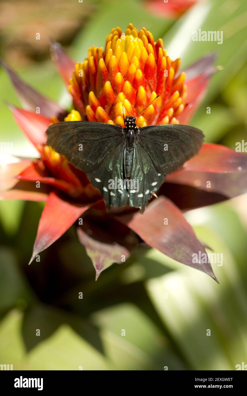 Pipevine Swallowtail Insect Butterfly Landete Stockfoto