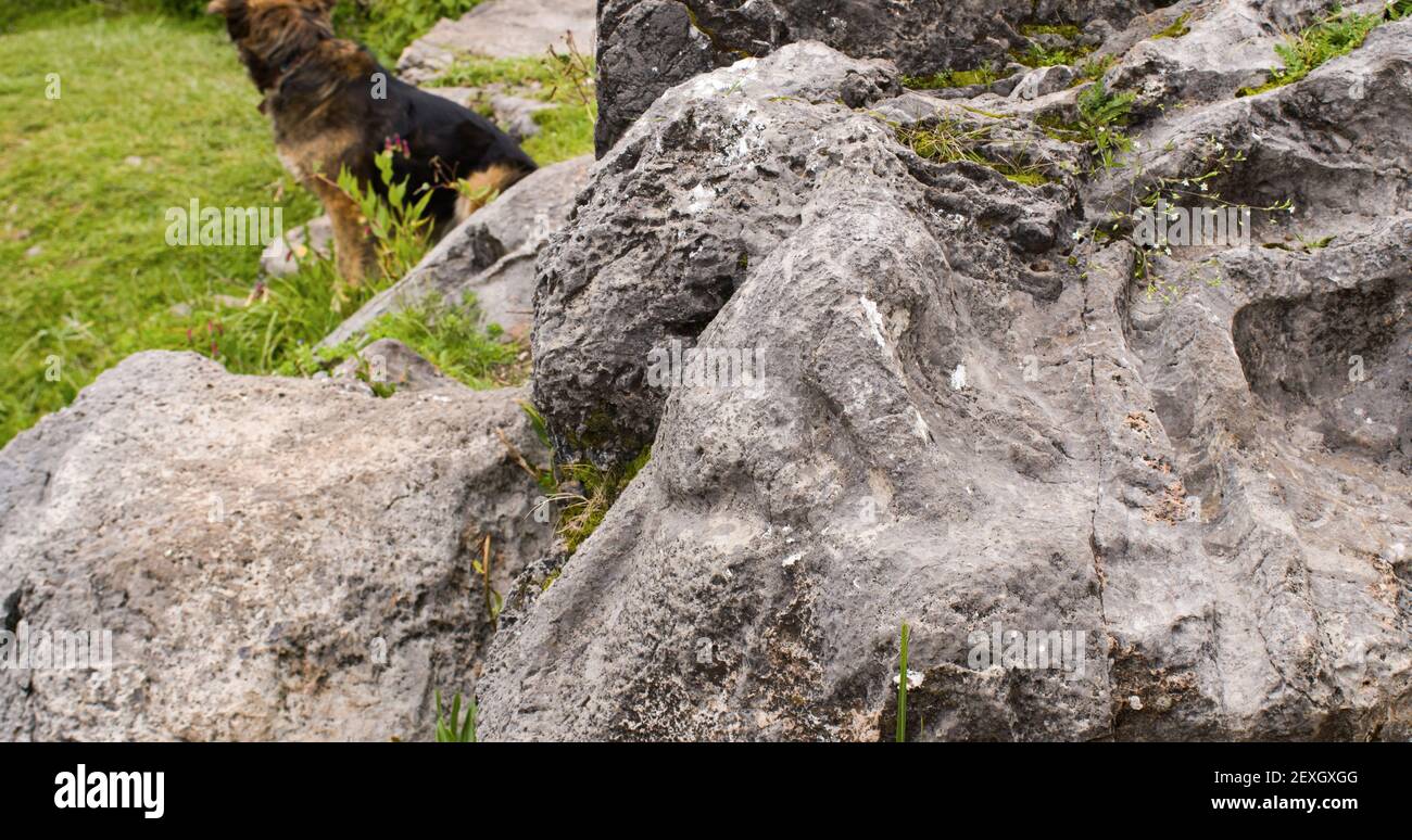 Inka geschnitzter Affe auf Stein in cusco, Peru Stockfoto