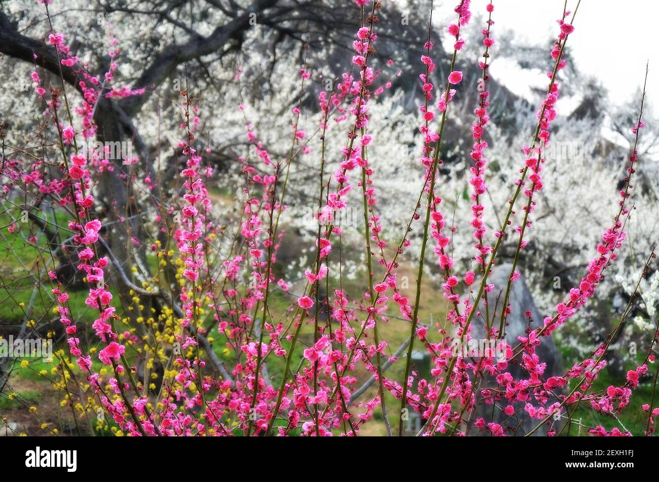 Frühlingsblütenbäume im Dorf Maehwa, Gwangyang, Südkorea Stockfoto
