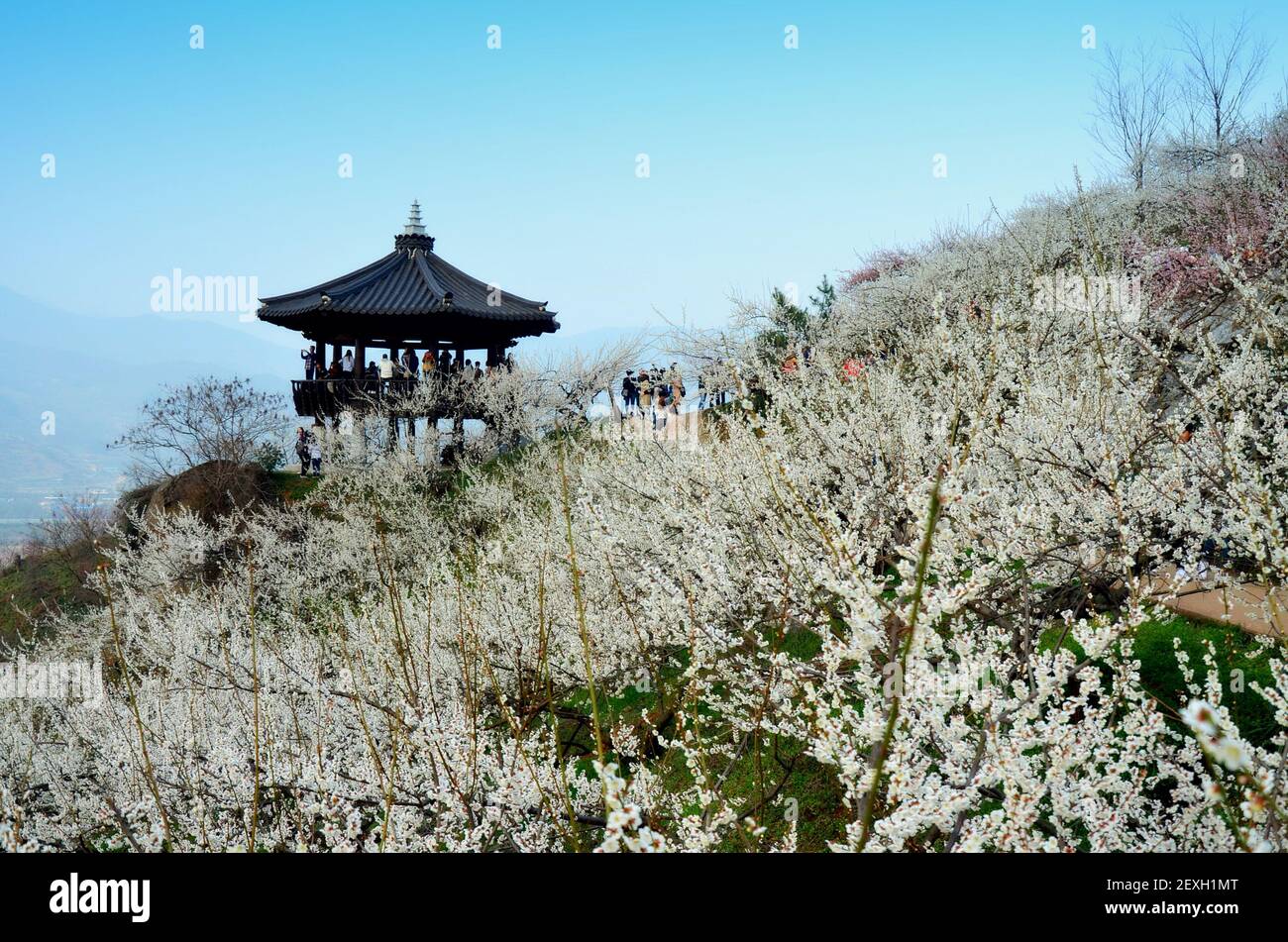 Frühlingslandschaft. Pflaumenblütenbäume in Gwangyang, Dorf Maehwa, Südkorea Stockfoto