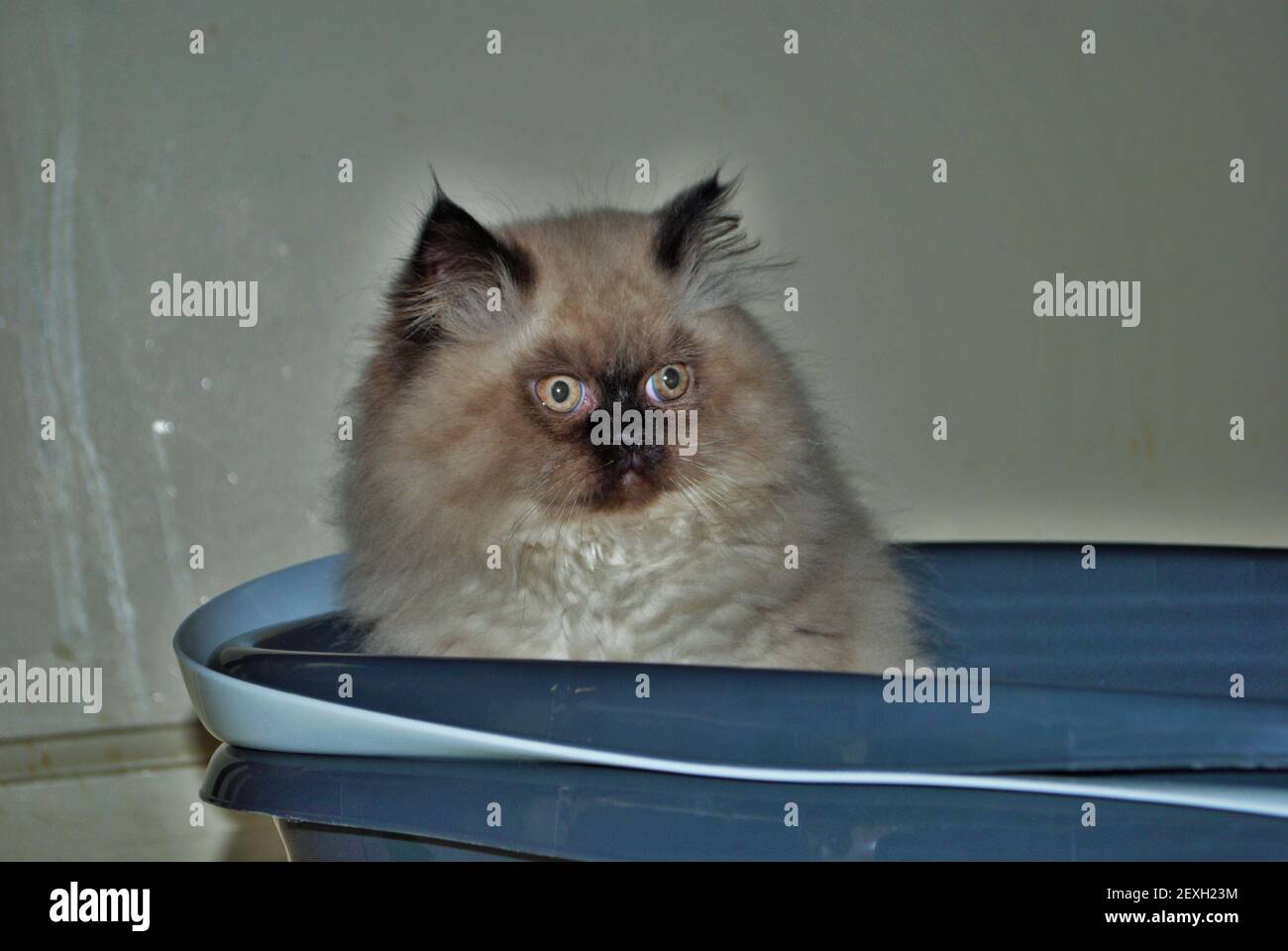 Itty bitty Himalayan Kätzchen Blick wütend in die Ferne während In der Wurfbox Stockfoto