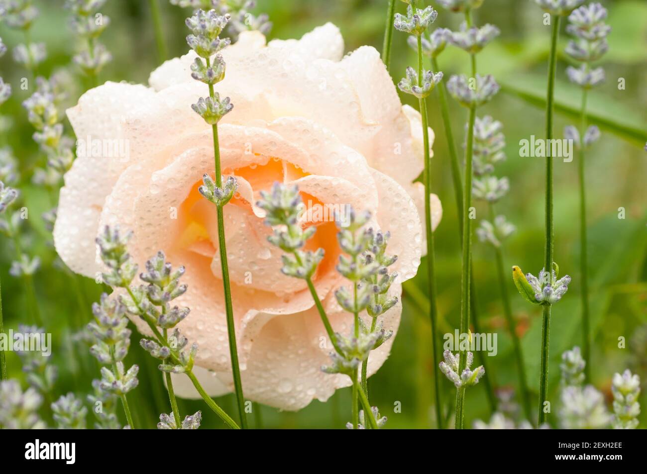 Pfirsichfarbene Rose und Lavendel Stockfoto