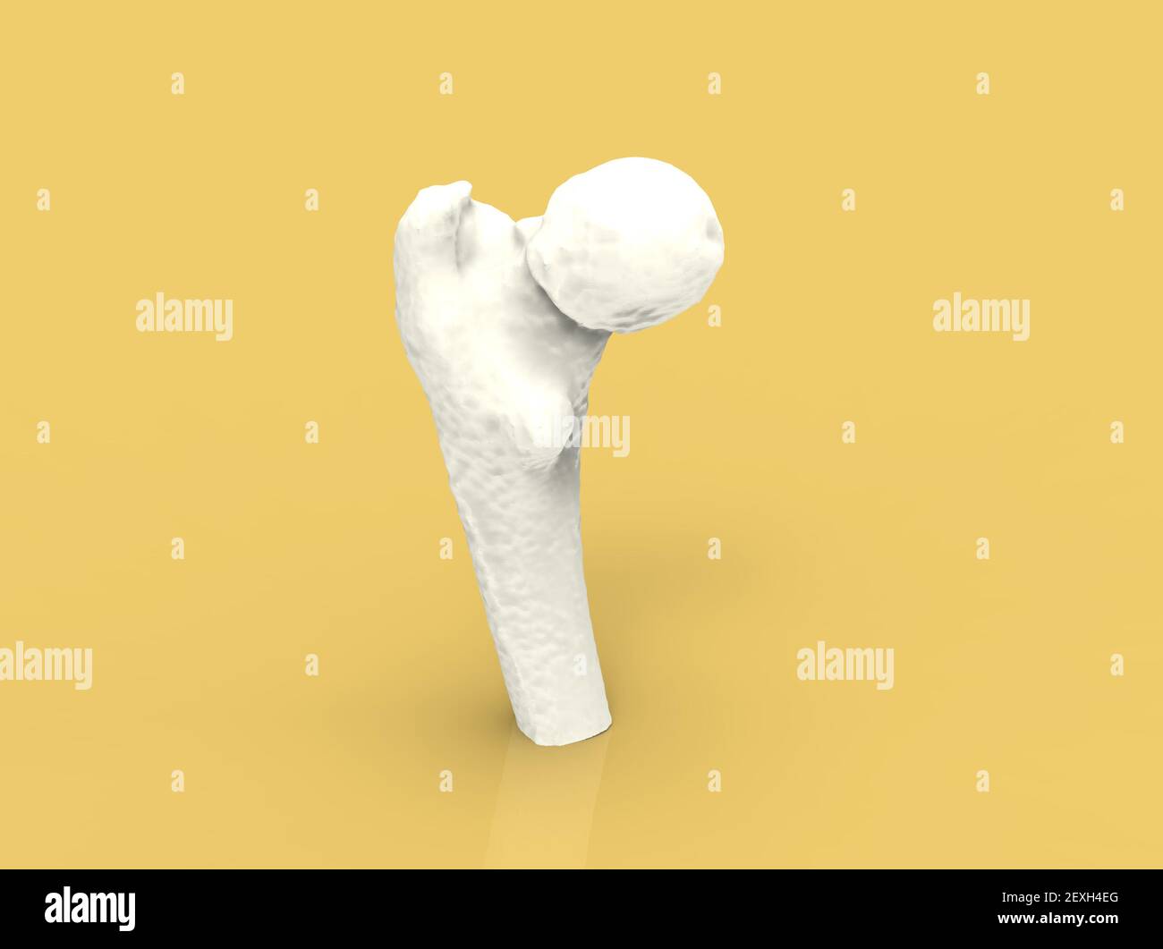 Modell des menschlichen Knochens, Femur, 3D Render Stockfoto